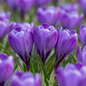 120x Crocus Blue - Blauwe krokus - Blauw - Verwilderingsbol - Bolmaat 7/8
