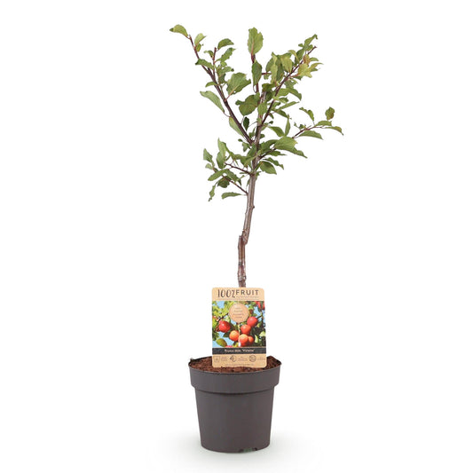Pruimen boom - Prunus domestica Victoria - Rode Pruim
