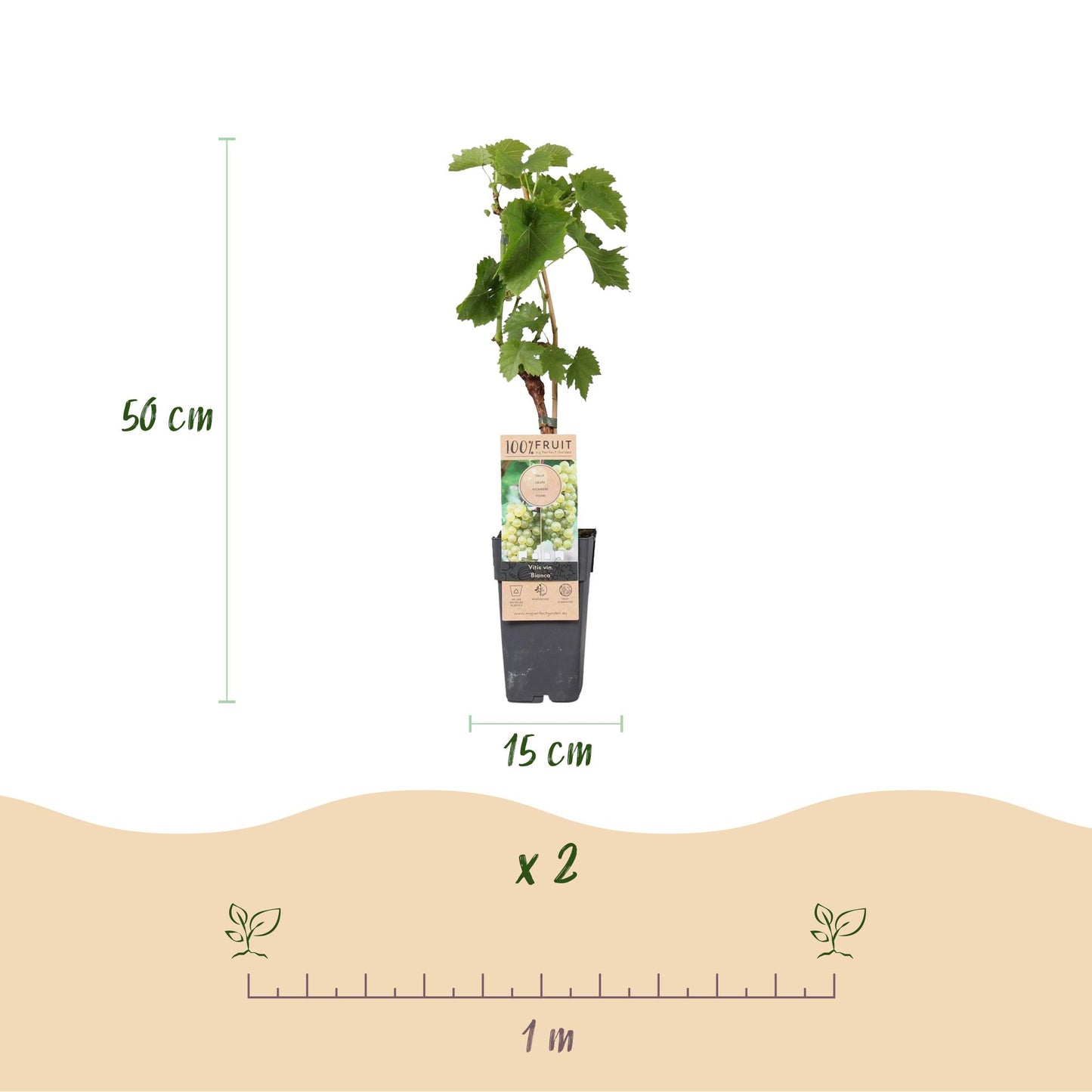 White Grape - Vitis vinifera Bianca - 2 plants