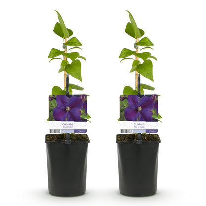 Klimplant - Clematis Star of India - 2 planten