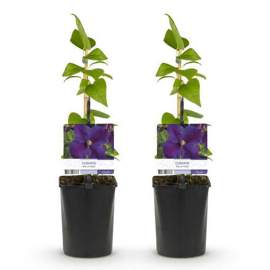 Klimplant - Clematis Star of India - 2 planten