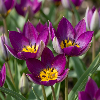 25x Tulipa Persian Pearl - Tulipa Persian Pearl - Paars - Voorjaarsbloeier - Bolmaat 6/7