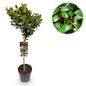 Plant op Stam - Ilex meserveae Blue Maid - Terras Plant - Winterhard