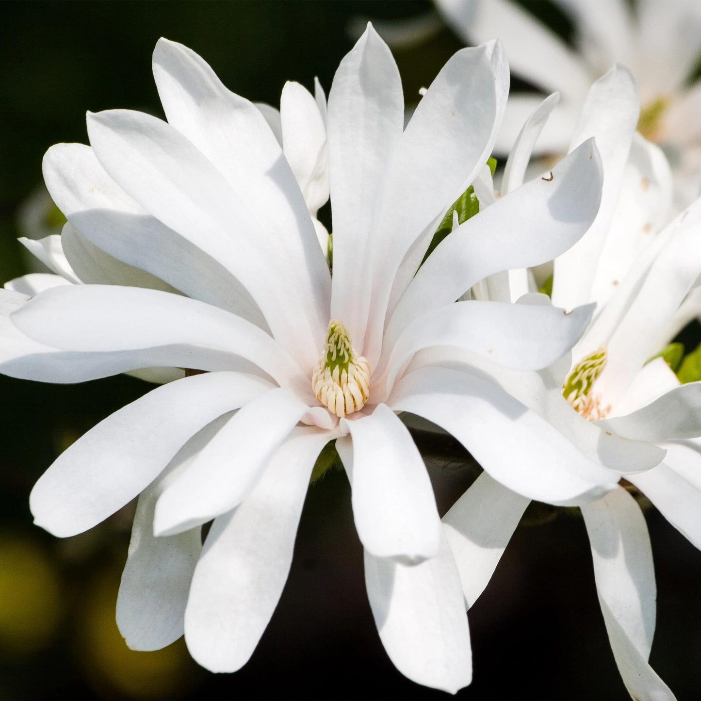 Tuinplant - Magnolia Stellata Royal Star - Weinig Onderhoud