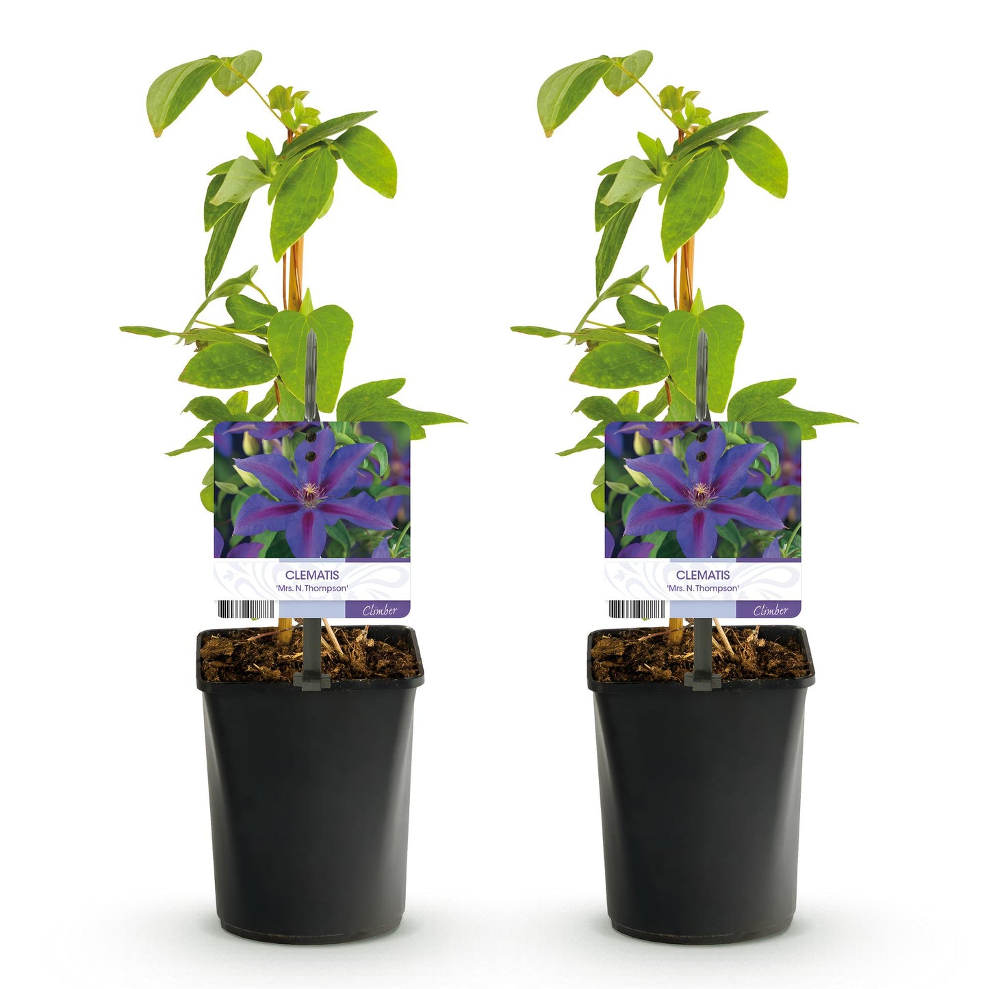 Klimplant - Clematis Mrs. N. Thompson - 2 planten