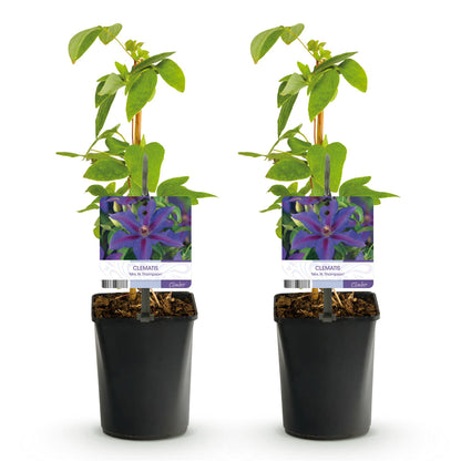 Klimplant - Clematis Mrs. N. Thompson - 2 planten