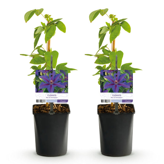 Klimplant - Clematis Mrs. N. Thompson - 2 planten