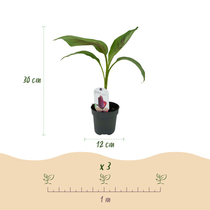 Bananen plant - Musa sikkemensis Red Tiger - Winterhard - 2 planten