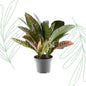 Codiaeum variegatum 'Petra' - 30 cm