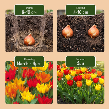 200x Tulipa Praestans Mix - Tulipa Praestans Mix - Diversen - Voorjaarsbloeier - Bolmaat 8/9