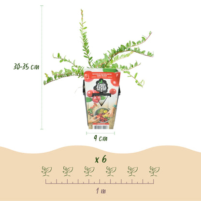 Blauwe Bes - Vaccinium macrophylla Early Black - Winterhard - 3 Planten