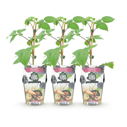 Braam - Rubus Black Satin - Winterhard - 3 Planten