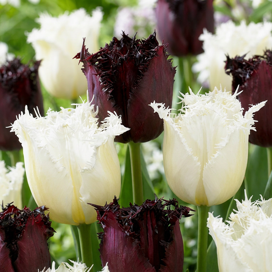 15x Tulipa Breakdance mix - Tulp Breakdance mix - Diversen - Voorjaarsbloeier - Bolmaat 11/12