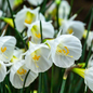 160x Narcissus White Petticoat - Witte petticoatnarcis - Wit - Voorjaarsbloeier - Bolmaat 6/8