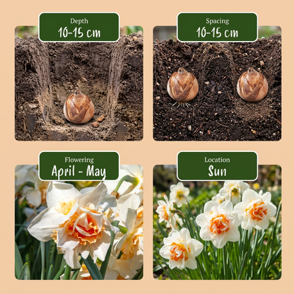 80x Narcissus Replete - Dubbele narcis Replete - Wit en Oranje - Voorjaarsbloeier - Bolmaat 10/12