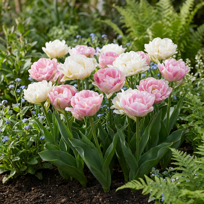 96x Tulipa Double Sensation - Gevulde tulp - Diversen - Voorjaarsbloeier - Bolmaat 11/12