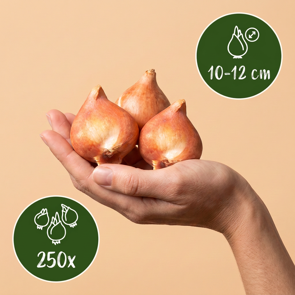 250x Bulb Garden Pink - Bollentuinroze - Diversen - Zomerbloeier - Bolmaat 10/12