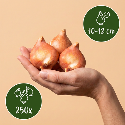 250x Bulb Garden Pink - Bollentuinroze - Diversen - Zomerbloeier - Bolmaat 10/12