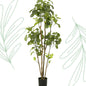 Kunstplant - Polyscias - Aralia - 160 cm - Forest Plants