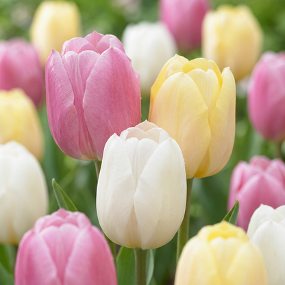 48x Tulipa Sorbet mix - Tulp Sorbet mix - Diversen - Voorjaarsbloeier - Bolmaat 11/12