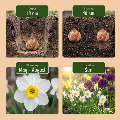 35x Bulb Dry Garden - Droge tuinbollenplanten - Diversen - Zomerbloeier - Bolmaat 10/12