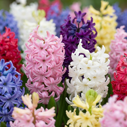 40x Hyacinthus mix - Hyacint mix - Diversen - Voorjaarsbloeier - Bolmaat 14/15