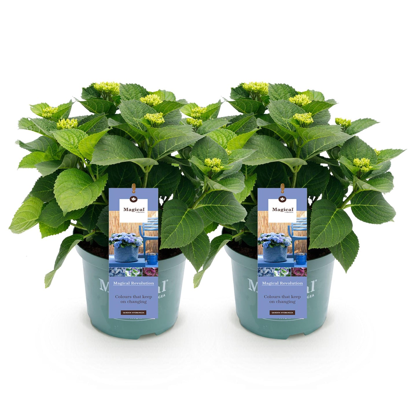 Terrasplant - Hortensia - Hydrangea Magical Revolution Blue - 6-10 Bloemen - 2 Planten