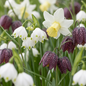 240x Bol Natte Tuin - Bol Natte Tuin - Diversen - Zomerbloeier - Bolmaat 10/12