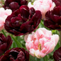 24x Tulipa Sweet Desire mix - Tulp Sweet Desire mix - Diversen - Voorjaarsbloeier - Bolmaat 11/12