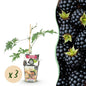 Groenblijvende Braam - Rubus Thornless Evergreen - Winterhard - 3 Planten