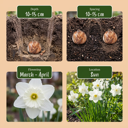 60x Narcissus Mount Hood - Trompetnarcis - Wit - Voorjaarsbloeier - Bolmaat 10/12