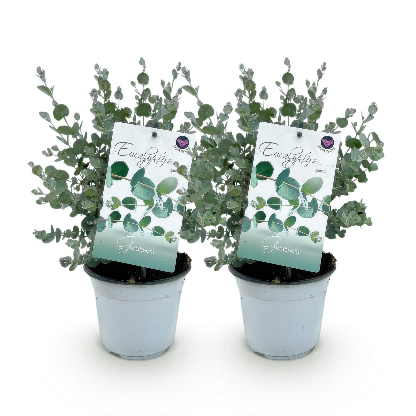 Patio plant - Eucalyptus tree - Eucalyptus gunnii - 2 Plants