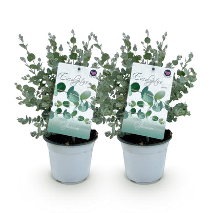 Patio plant - Eucalyptus tree - Eucalyptus gunnii - 2 Plants