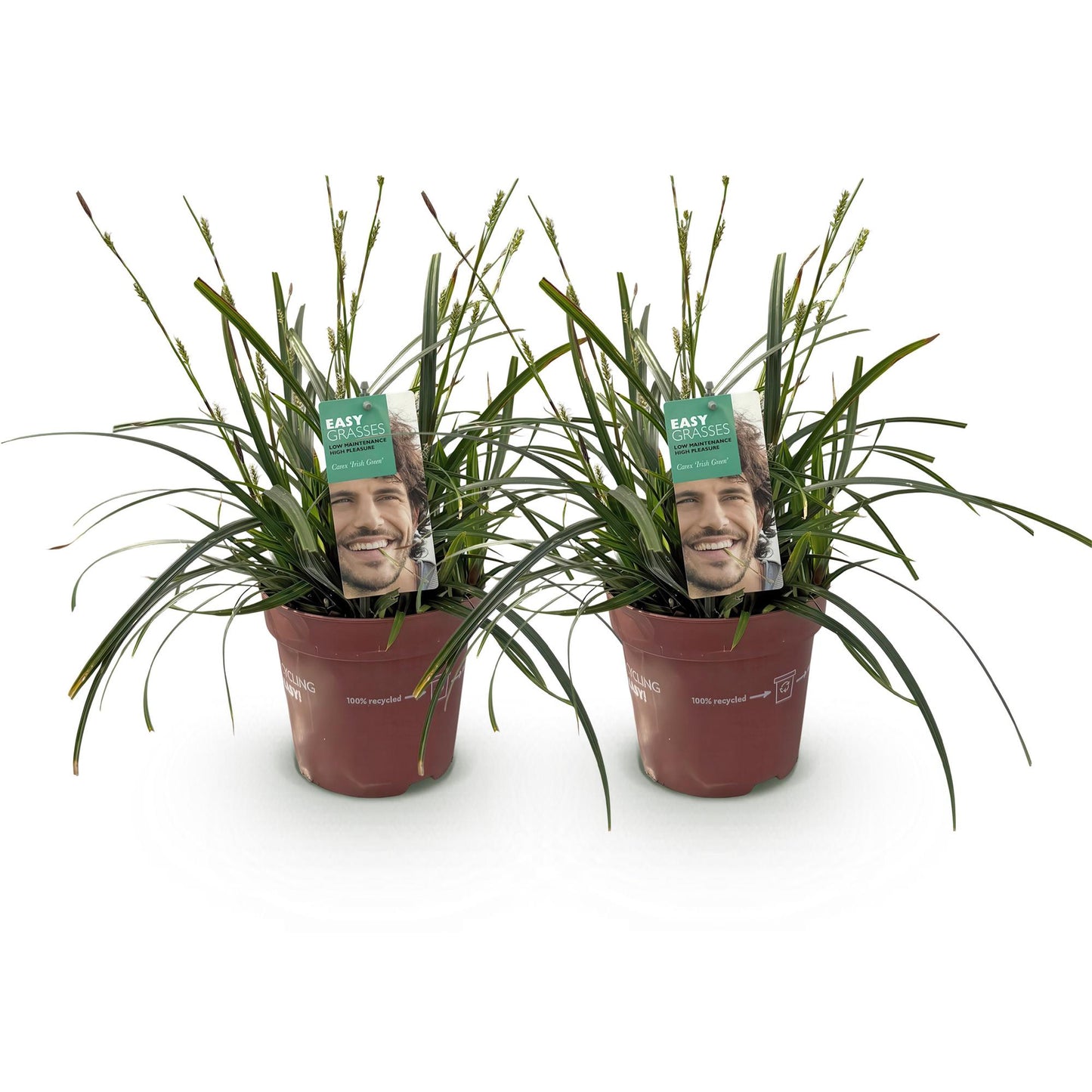 Siergrassen - Carex oshimensis Intense Green - 2 Planten