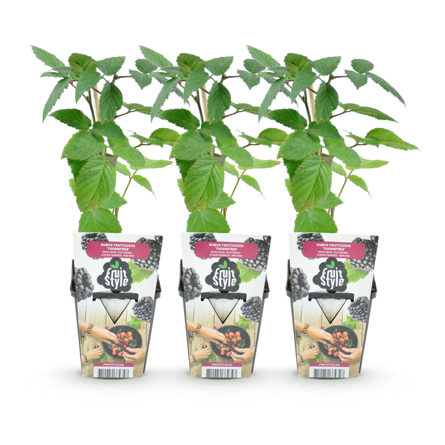 Doornloze Braam - Rubus Thornfree - Winterhard - 3 Planten