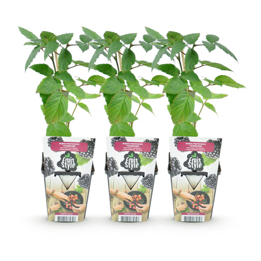 Doornloze Braam - Rubus Thornfree - Winterhard - 3 Planten