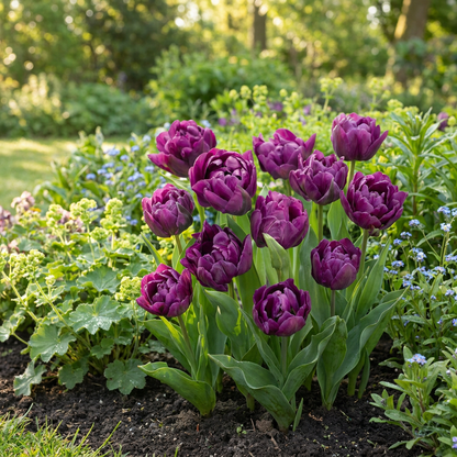 96x Tulipa Double Lilac - Dubbele lila tulp - Paars - Voorjaarsbloeier - Bolmaat 11/12