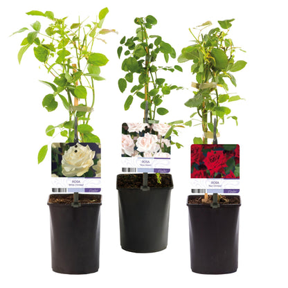 Klimroos - Rosa Tricolour - Weinig onderhoud - 3 planten