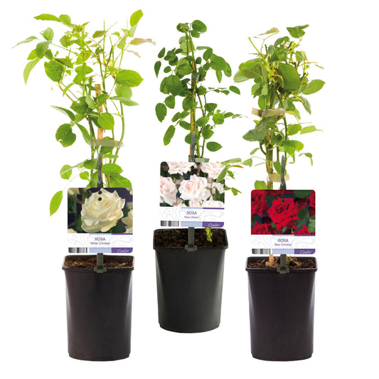 Klimroos - Rosa Tricolour - Weinig onderhoud - 3 planten