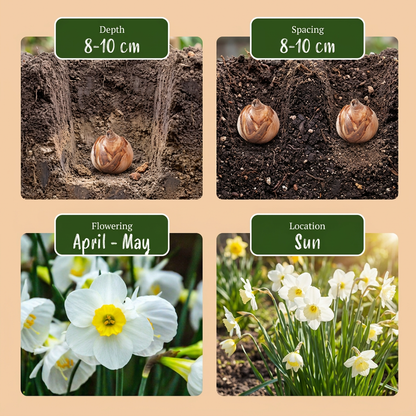 80x Narcissus White Petticoat - Witte petticoatnarcis - Wit - Voorjaarsbloeier - Bolmaat 6/8