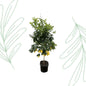 Citrus Lemon - 200 cm - Forest Plants