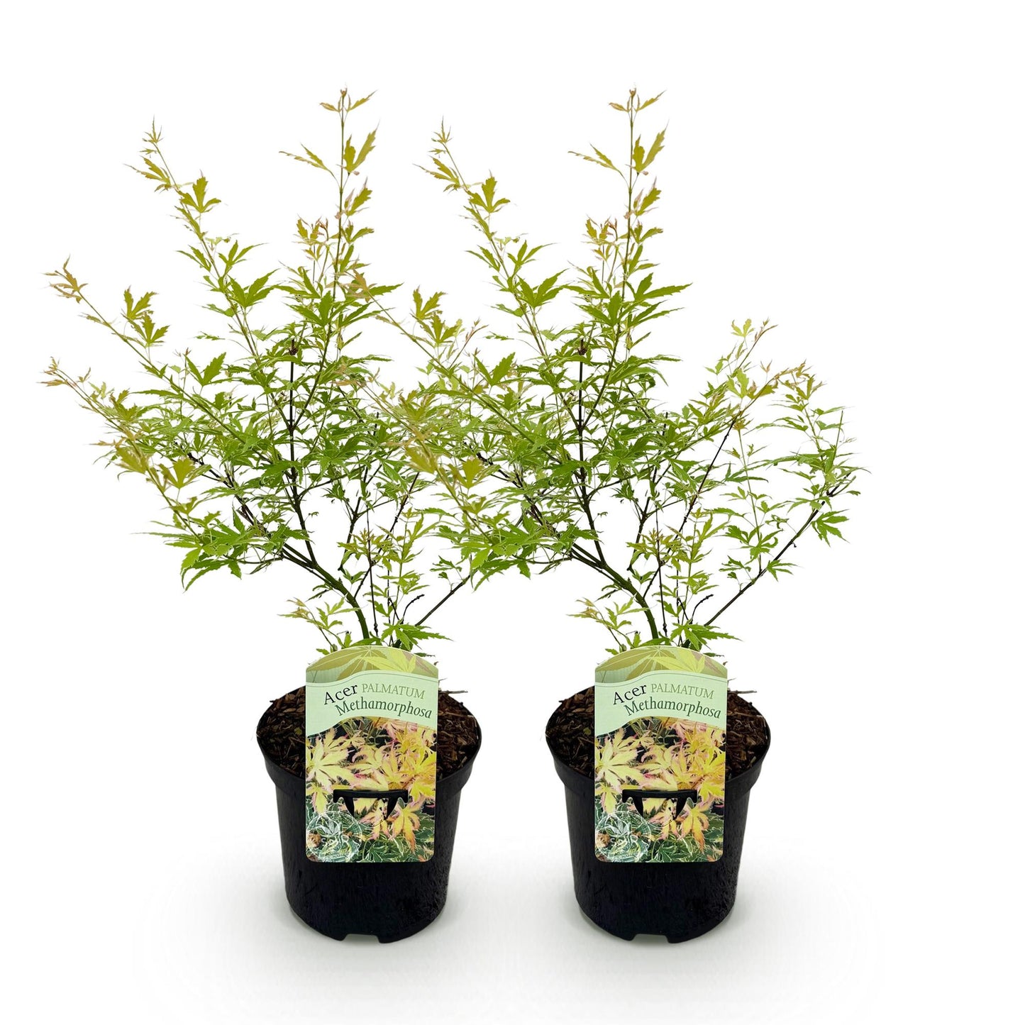 Terrasplant - Japanse Esdoorn - Acer palmatum Methamorphosa - 2 Planten