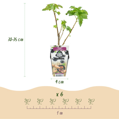 Blackcurrant - Ribes nigrum Titania - Winter-hardy - 6 Plants