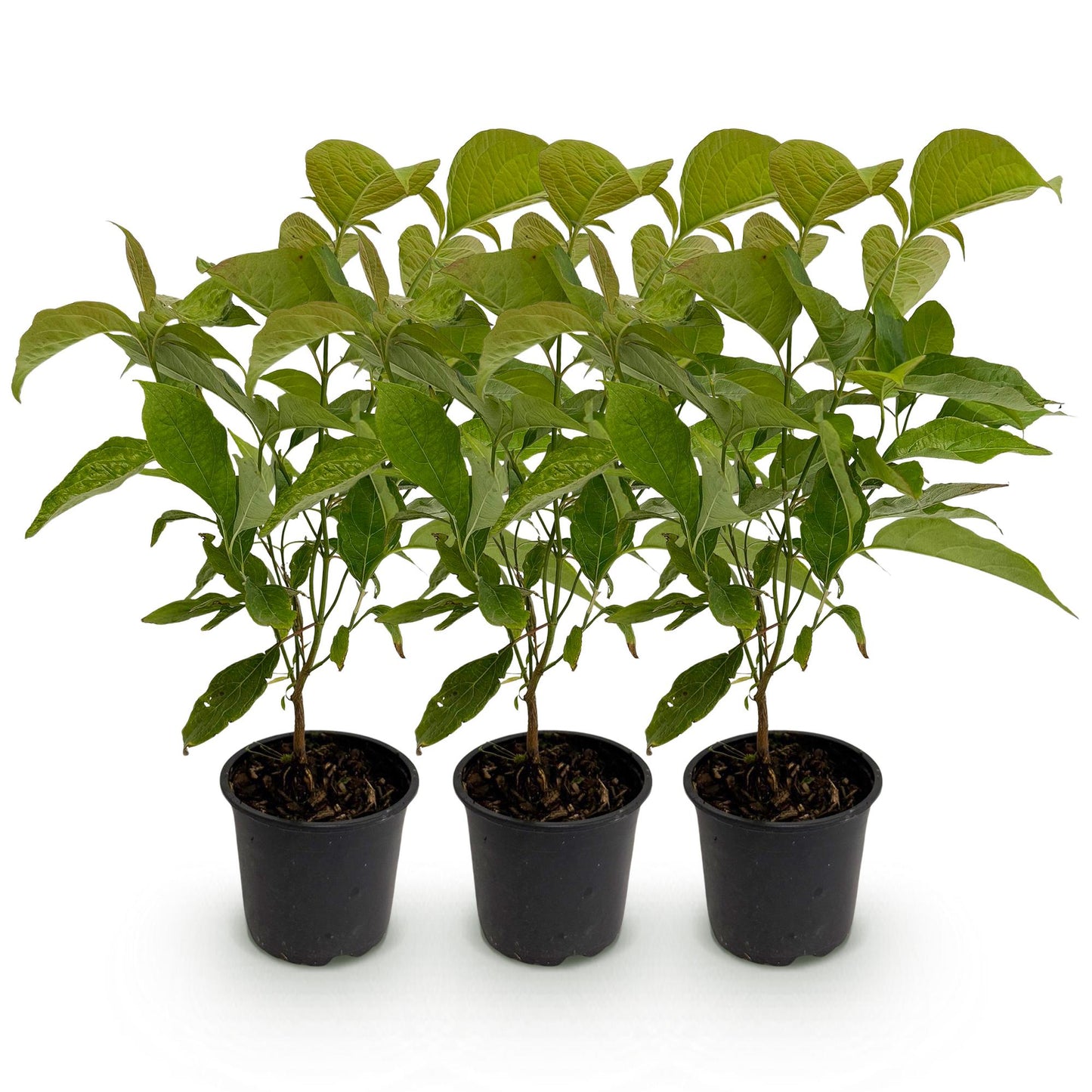 Garden Plant - Cornus mas - 3 Plants - Low Maintenance
