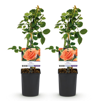 Klimroos - Rosa Orange Climber - Weinig onderhoud - 2 planten