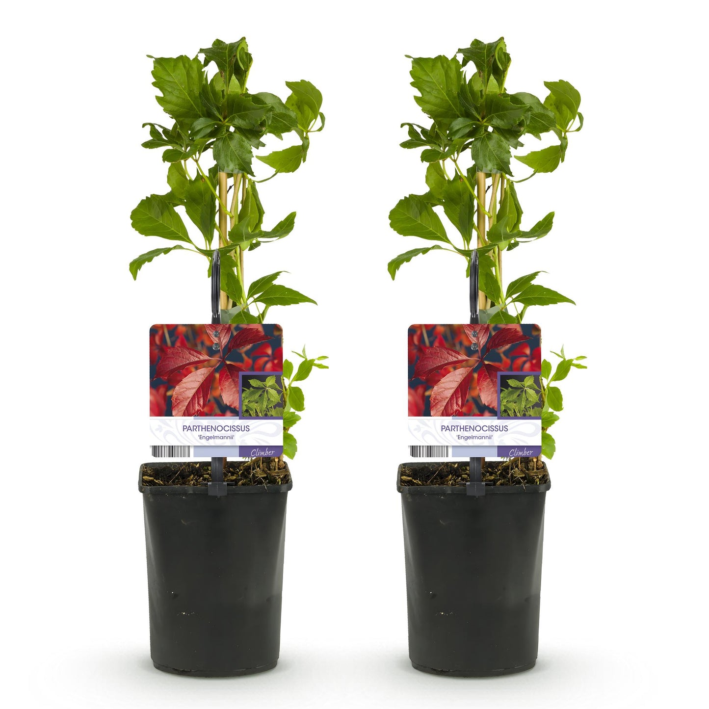 Wilde Wingerd - Parthenocissus Engelmannii - 2 planten