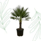 Chamaerops Humilis on stem - 150 cm