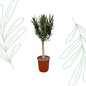 Nerium Oleander op stam met roze bloem - 110 cm - Forest Plants