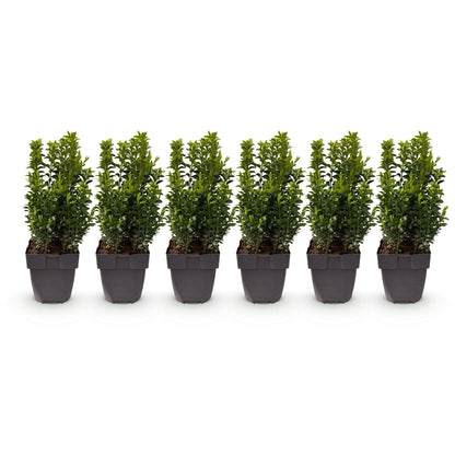 Buxus sempervirens - 6 planten - 1 strekkende meter