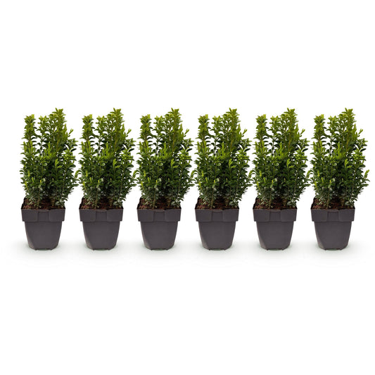 Buxus sempervirens - 6 planten - 1 strekkende meter